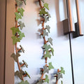 Imán nevera simulando planta hiedra, sus hojas extraibles están imantadas para frigoríficos y metal. Planta decorativa articulada